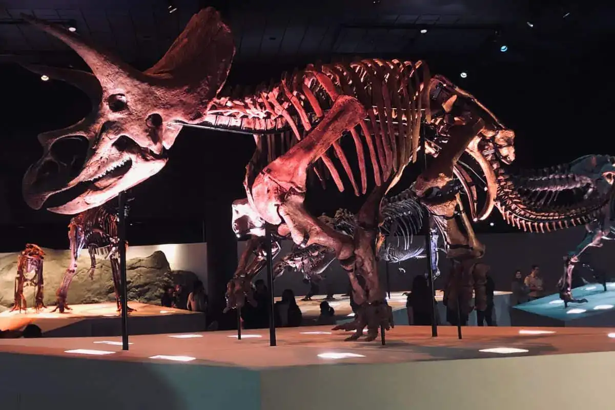 Dinosaur skeleton displays inside the Houston Museum of Natural Science paleontology hall