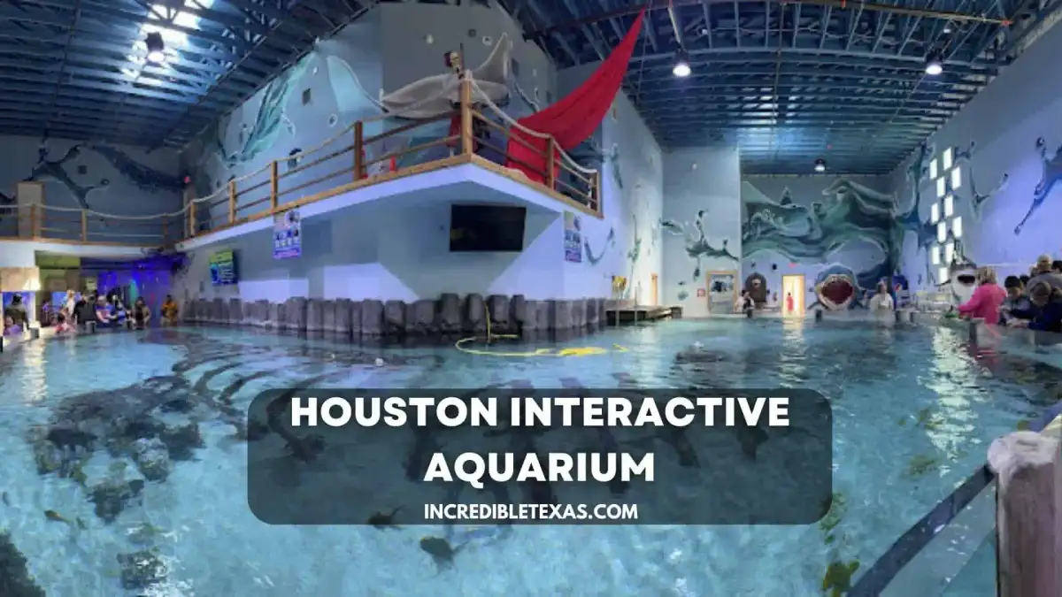 Indoor marine touch tanks and ray feeding pools inside the Houston Interactive Aquarium