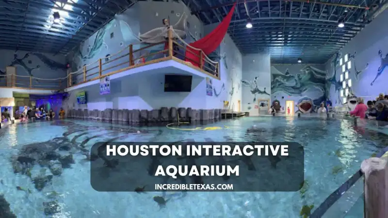 Indoor marine touch tanks and ray feeding pools inside the Houston Interactive Aquarium