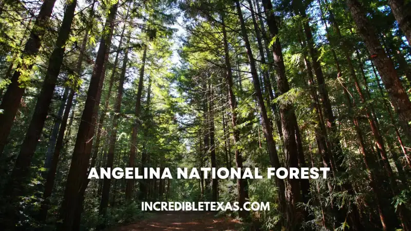 Towering longleaf pine trees and tranquil creek waters in Angelina National Forest East Texas