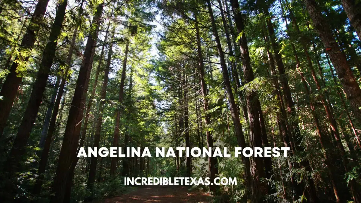 Towering longleaf pine trees and tranquil creek waters in Angelina National Forest East Texas