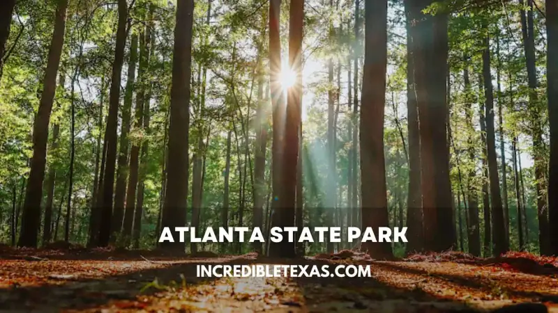 Shaded lakeside campsite with towering loblolly pine trees on the shoreline of Wright Patman Lake in Atlanta State Park