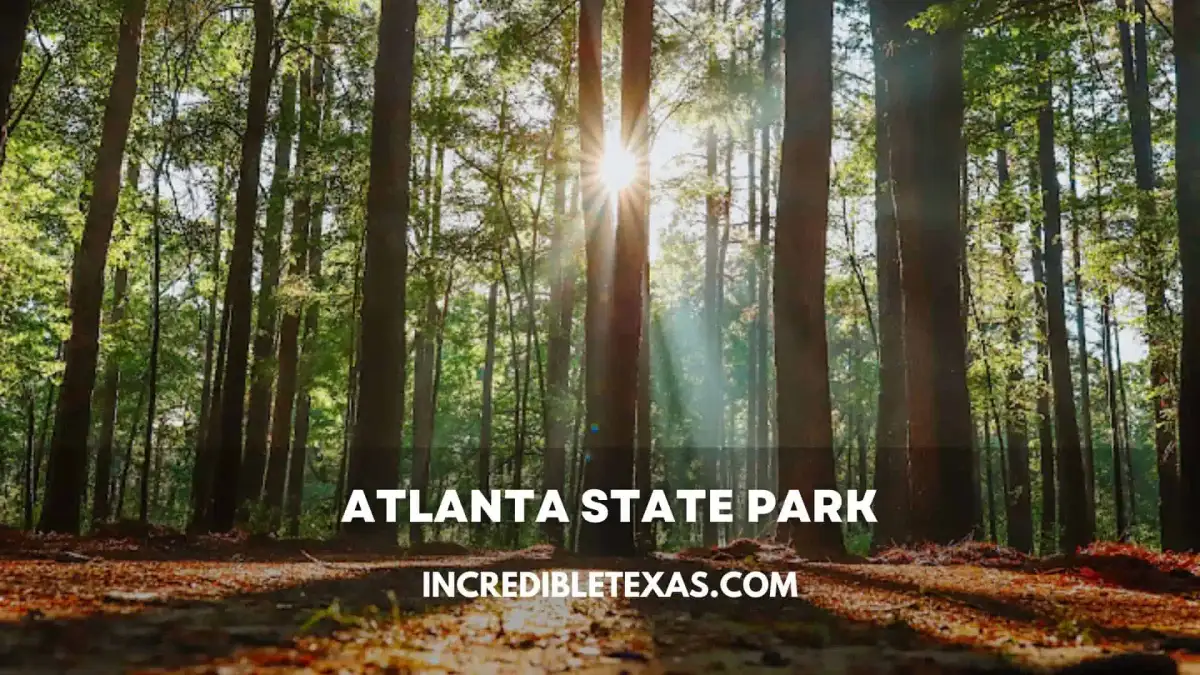 Shaded lakeside campsite with towering loblolly pine trees on the shoreline of Wright Patman Lake in Atlanta State Park