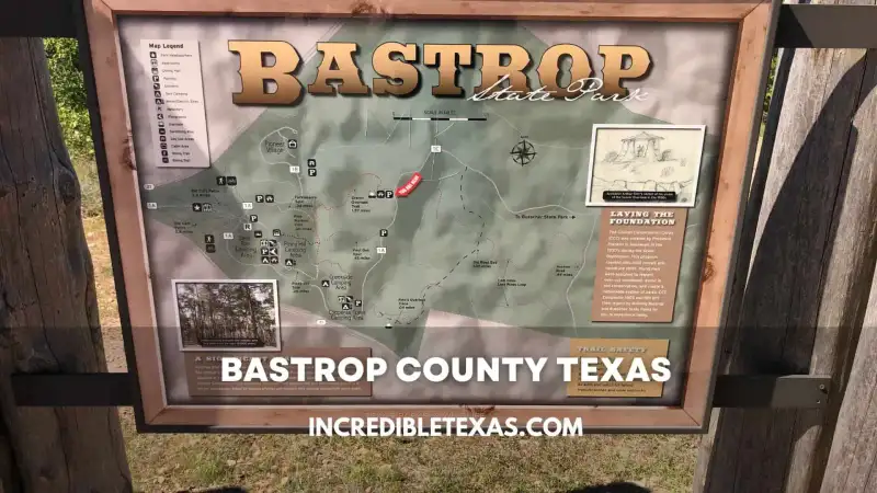 Scenic view of towering pine trees and hiking trails in Bastrop State Park Texas