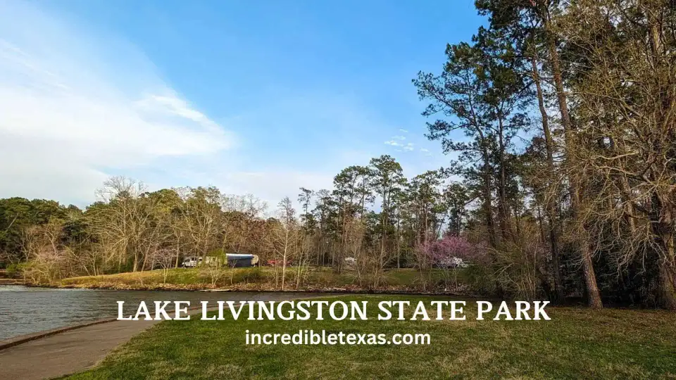 Scenic shoreline view of Lake Livingston State Park with calm water and pine forest