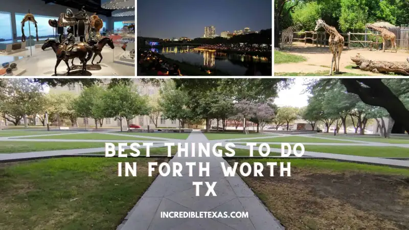 Longhorn cattle walking down Exchange Avenue during the daily Fort Worth Stockyards herd drive