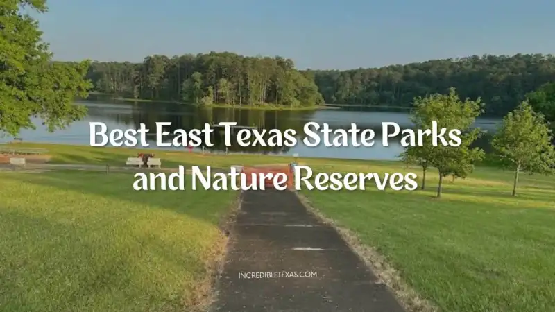 Towering loblolly pine trees and calm waters along an East Texas state park nature trail