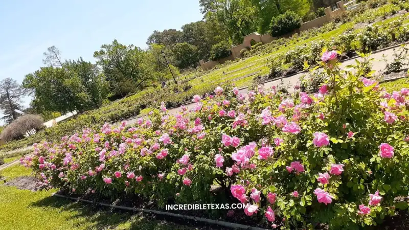 Terraced rose flowerbeds and walking paths at Tyler Municipal Rose Garden in East Texas
