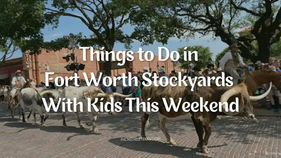 Pair of Texas Longhorn steers walking down East Exchange Avenue during the Fort Worth Stockyards cattle drive