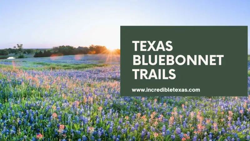 Rolling roadside field of Texas bluebonnets and wildflowers in the spring sunshine