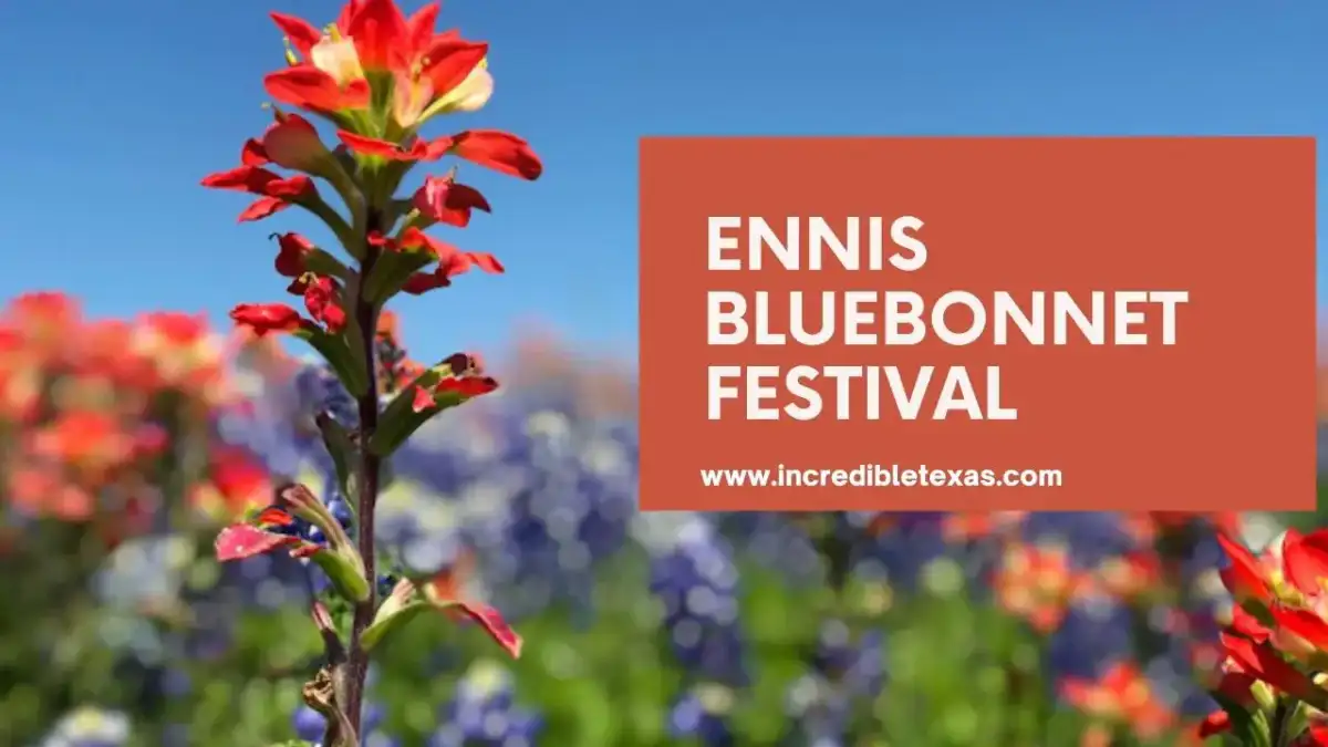 Field of Texas bluebonnets and Indian paintbrush blooming under spring skies along the Ennis rural driving trail