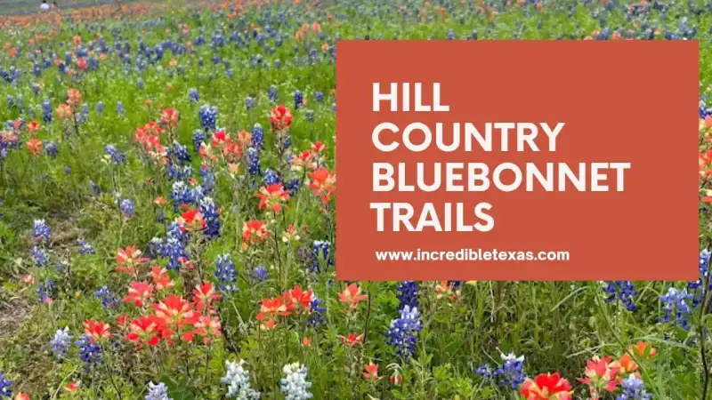 Bright bluebonnets and orange Indian paintbrushes blooming across a rolling Texas Hill Country roadside pasture