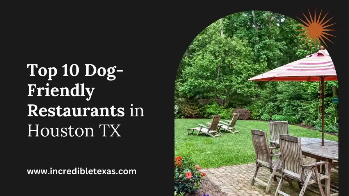 Golden retriever sitting calmly beside a shaded wooden patio picnic table at a Houston Texas restaurant