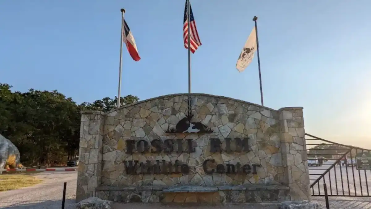 Free-roaming giraffes and wildlife along the Gosdin Scenic Drive at Fossil Rim Wildlife Center in Glen Rose Texas