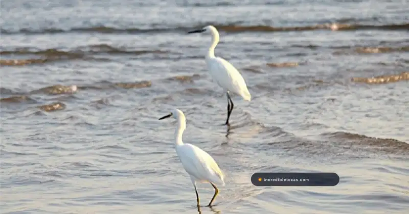 Egrets wading in shallow water at Matagorda Bay Nature Park near Matagorda Beach, Texas