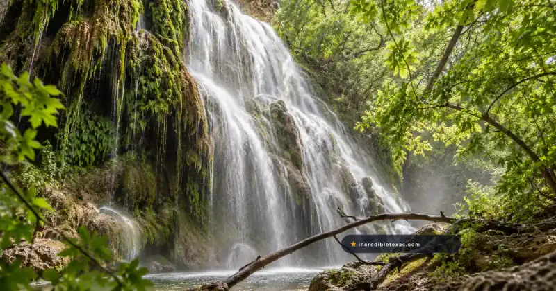 Moss-covered limestone cascade at Gorman Falls in Colorado Bend State Park