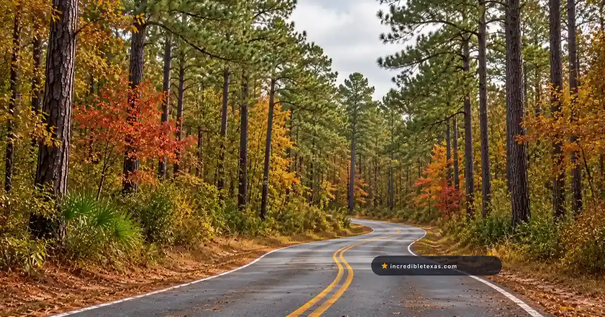 Autumn road through tall East Texas pines with scattered golden hardwood leaves