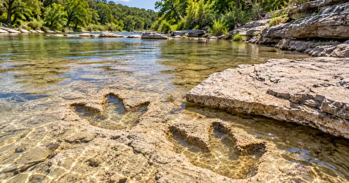 Three-toed dinosaur tracks in the shallow limestone riverbed at Dinosaur Valley State Park