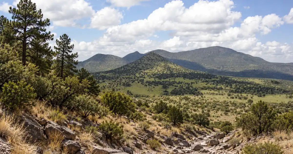 Ponderosa pines and juniper shade a rocky wash in the Davis Mountains.