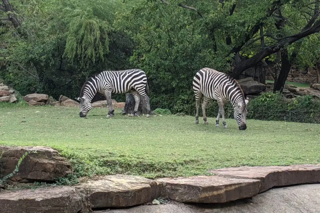 Best Places to Visit in Texas - The Fort Worth Zoo