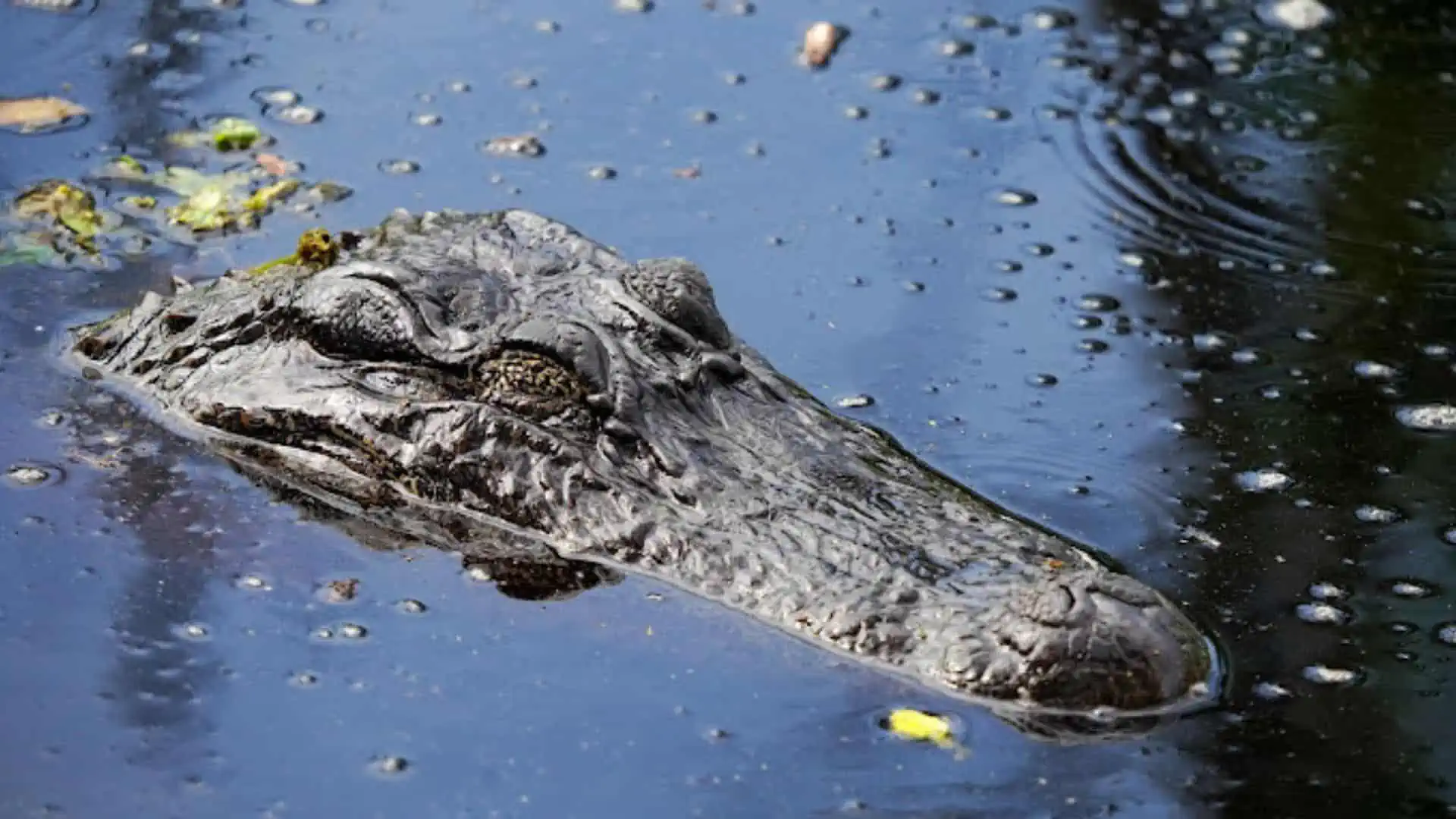 American Alligator in Texas Marsh