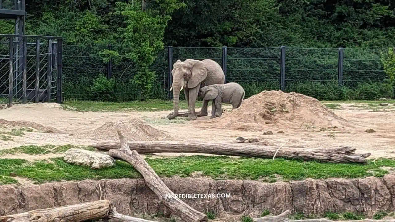 Dallas Zoo