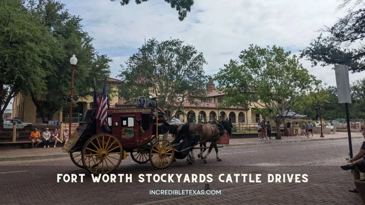 Fort Worth Stockyards Cattle Drives