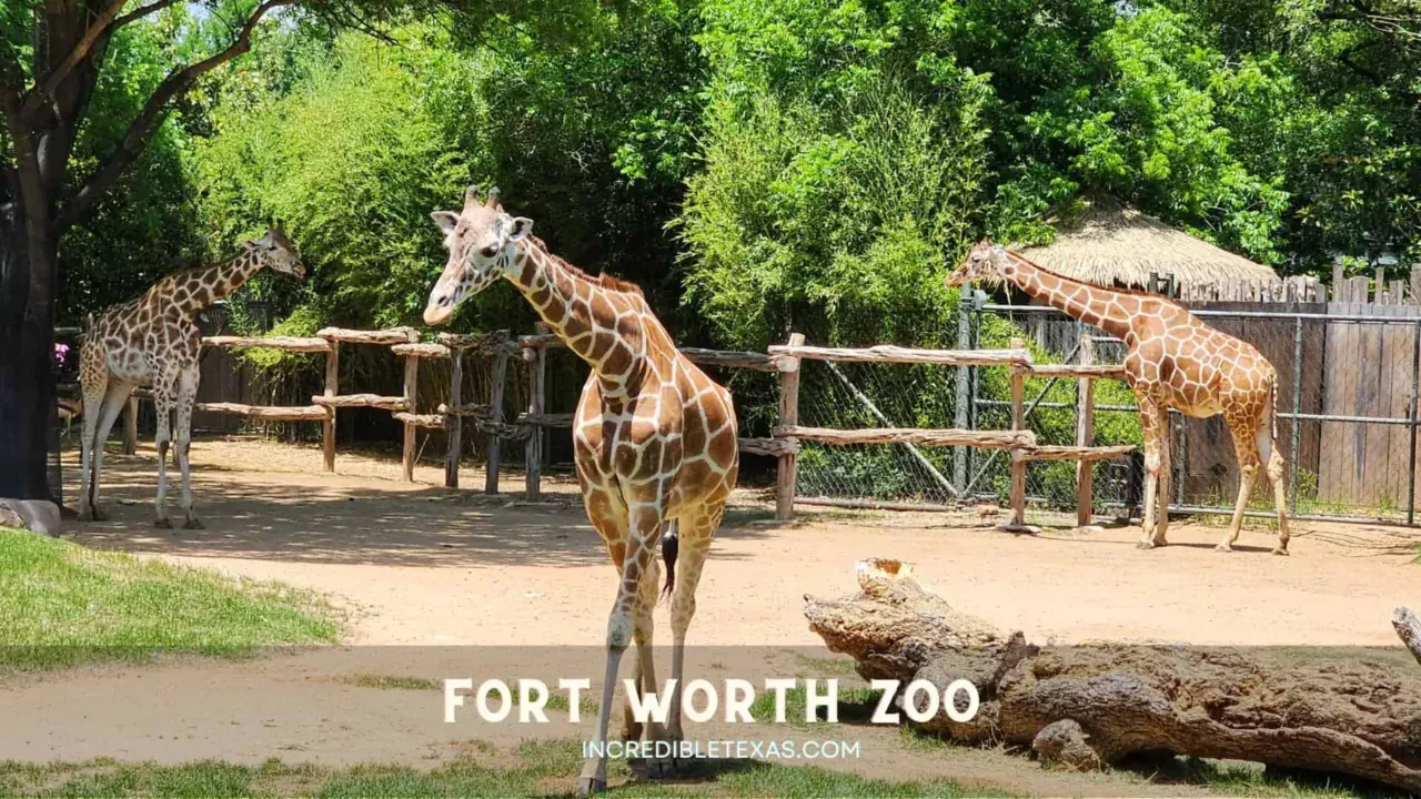 Fort Worth Zoo TX