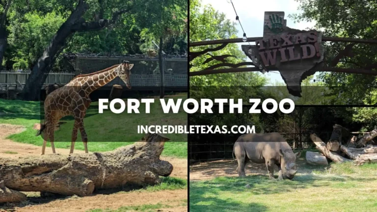 Fort Worth Zoo Tickets, Hours, Map, Free Days, Price, Lights, Parking Details