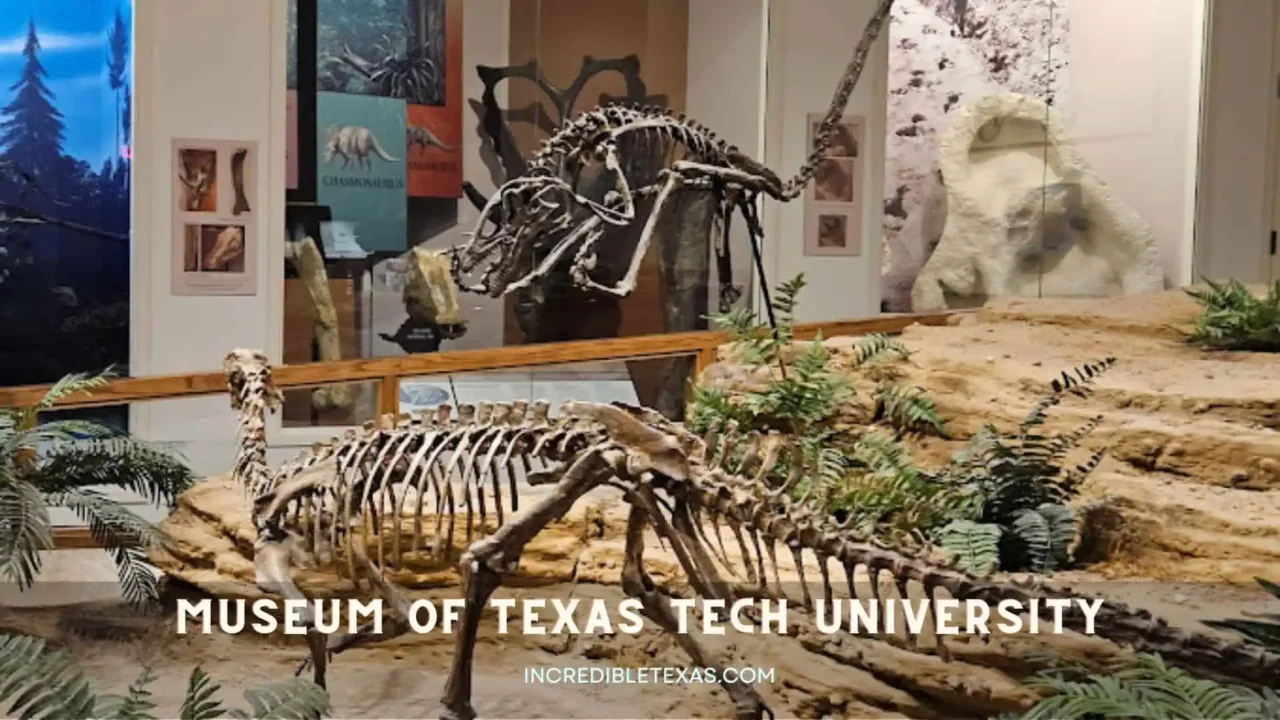 Museum of Texas Tech University Lubbock TX