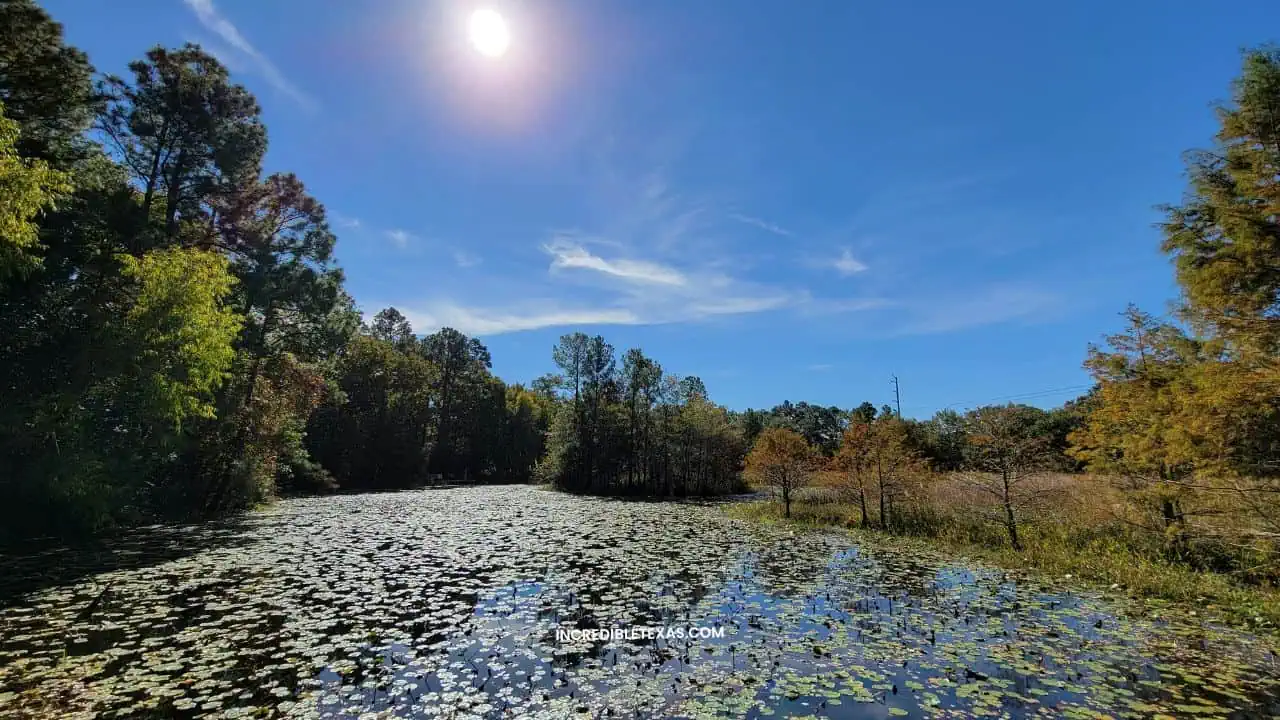 Arboretum Lake in Houston TX