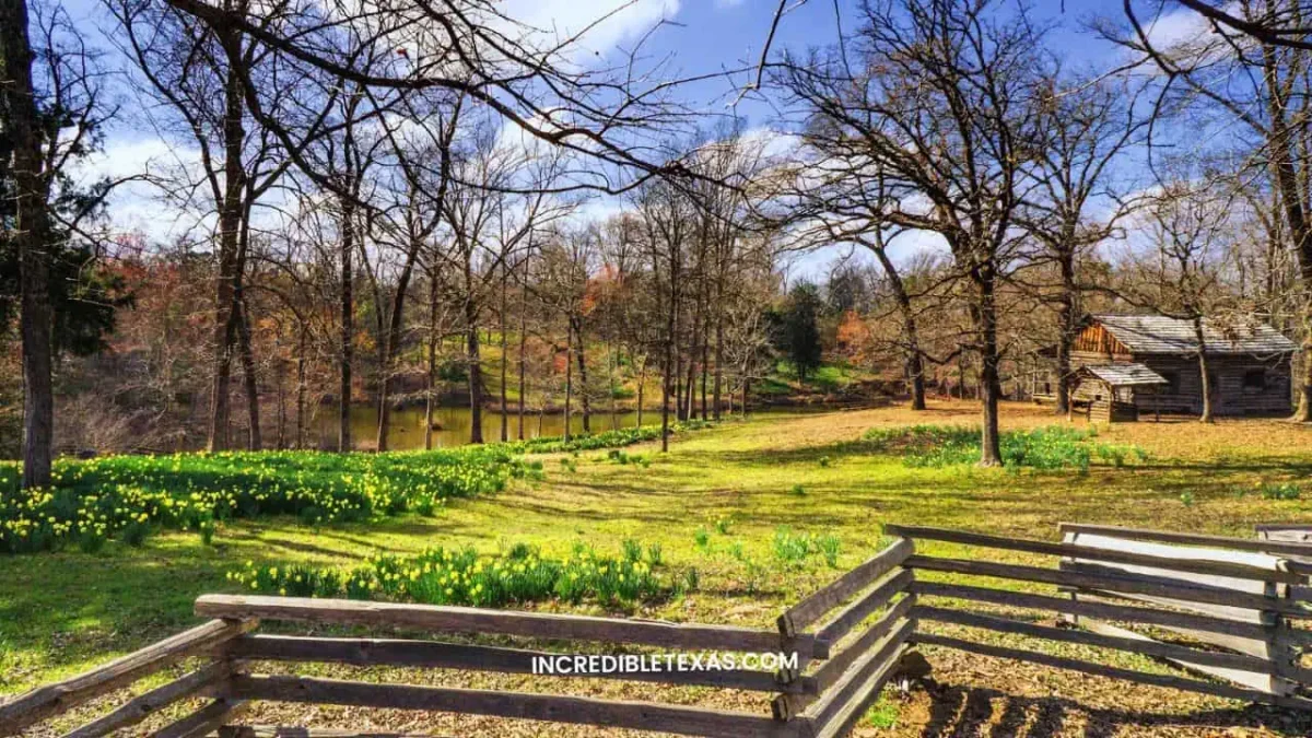 Helen Lee’s Daffodil Garden, Gladewater - Hidden Gems in East Texas