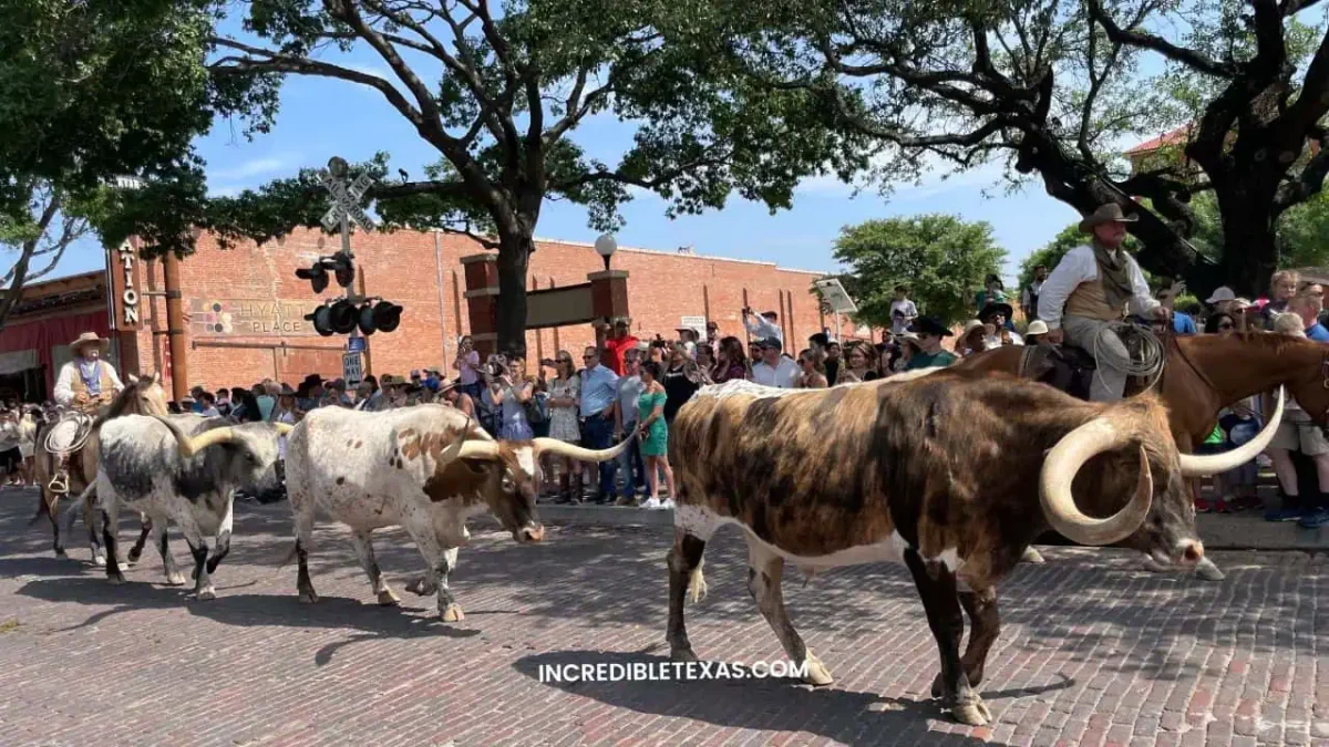 Texas Longhorn Cattle Drive - Best Things to do in Fort Worth Stockyards